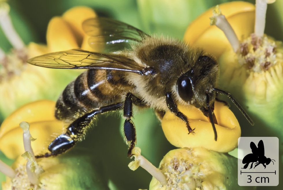 Fotografia. Abelha preta e amarela sobre uma flor amarela. No canto inferior direito, pequena ilustração de abelha indicando 3 centímetros de comprimento.