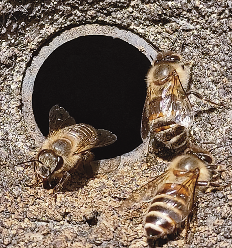 Fotografia. Abelhas pretas e amarelas saem de um pequeno buraco redondo na parede.