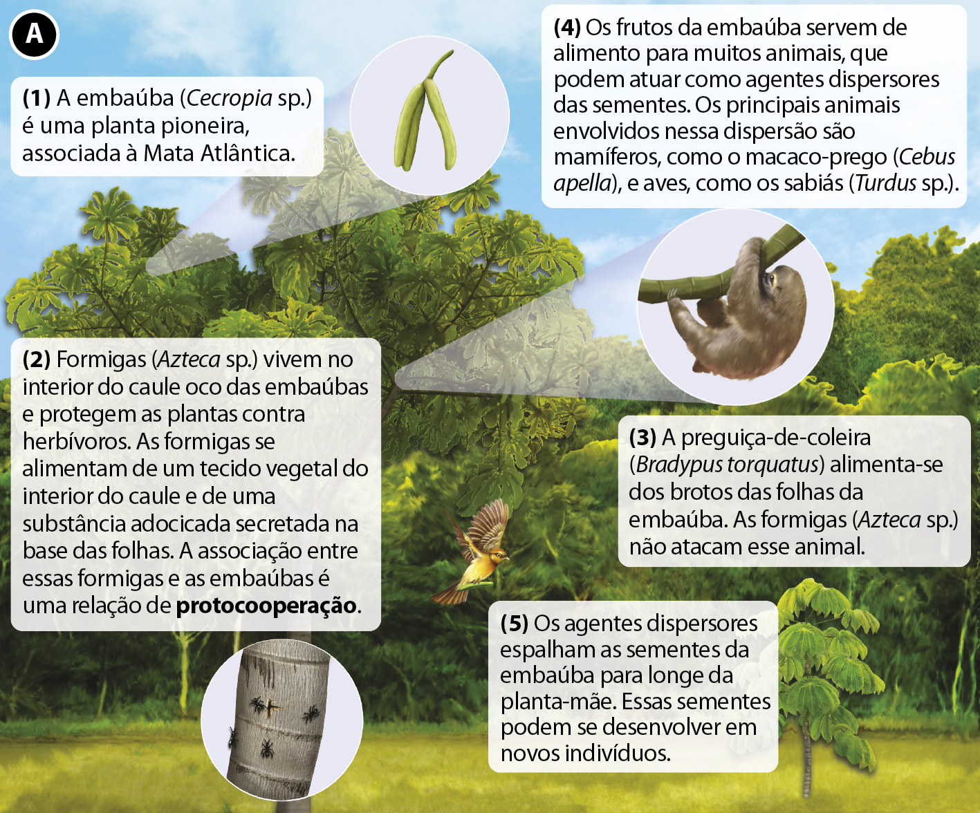 Esquema A. Mata fechada em frente a um campo com destaques sobre a imagem. (1) Texto acima de uma árvore alta e esguia com copa rala composta por grandes folhas: A embaúba (Cecropia sp.) é a espécie mais comum de embaúba. É uma planta pioneira, associada à Mata Atlântica. Abaixo, (2), destaque de ampliação para um trecho do tronco dessa árvore com algumas formigas pretas: Formigas (Azteca sp.) vivem no interior do caule oco das embaúbas e protegem as plantas contra herbívoros. As formigas se alimentam de um tecido vegetal do interior do caule e de uma substância adocicada secretada na base das folhas. A associação entre essas formigas e as embaúbas é uma relação de protocooperação. Detalhe de ampliação na copa da embaúba, (3), onde há um bicho-preguiça marrom segurando em um galho: A preguiça-de-coleira (Bradypus torquatus) alimenta-se dos brotos das folhas da embaúba. As formigas (Azteca sp.) não atacam esse animal. Acima, outro detalhe de ampliação na copa da embaúda, (4). com três frutos verdes finos e compridos: Os frutos da embaúba servem de alimento para muitos animais, que podem atuar como agentes dispersores das sementes. Os principais animais envolvidos nessa dispersão são mamíferos, como o macaco-prego (Cebus apella), e aves, como os sabiás (Turdus sp.). Abaixo, há uma ave amarela com asas marrons voando, (5), e o texto: Os agentes dispersores espalham as sementes da embaúba para longe da planta-mãe. Essas sementes podem se desenvolver em novos indivíduos.