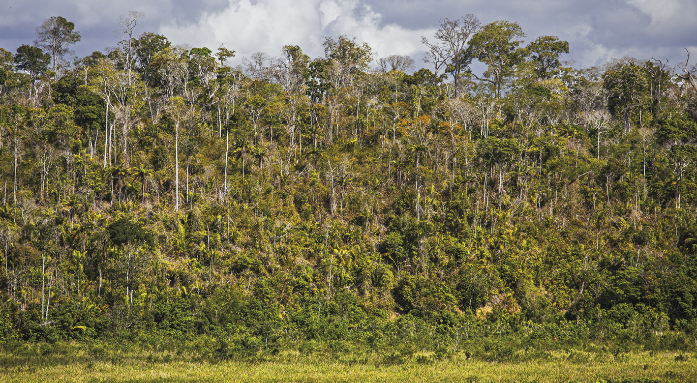 Fotografia. Vista de borda de mata densa com diversos tipos de árvores.