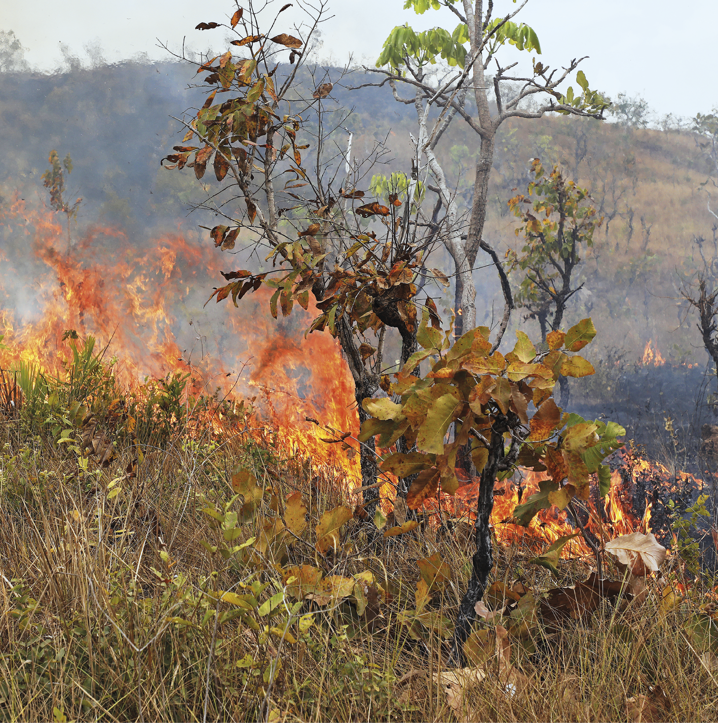 Fotografia. Queimada em área com vegetação rasteira e arbustos secos.