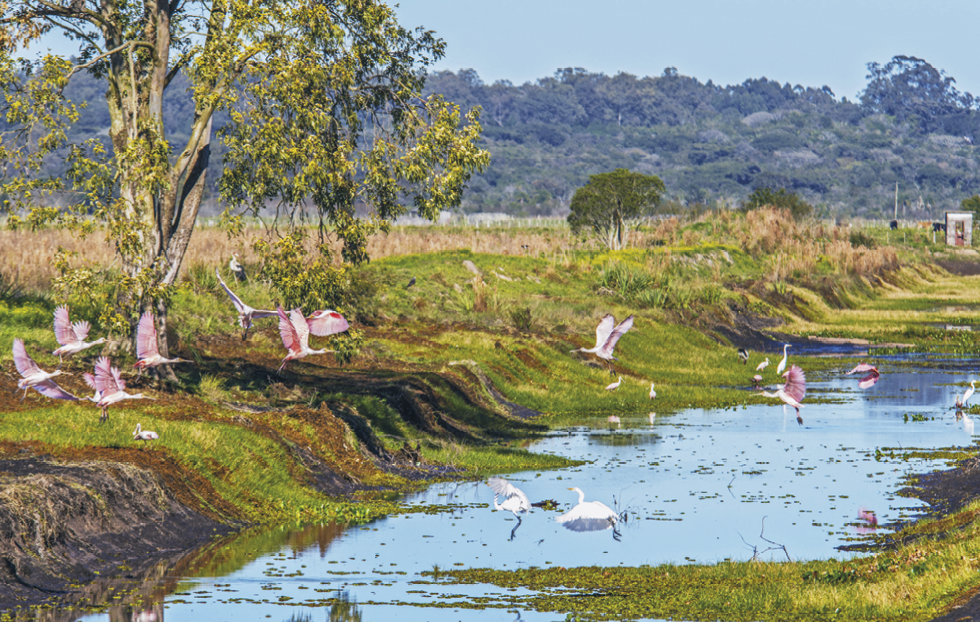 Fotografia. Vista de um rio estreito em ambiente de vegetação rasteira verde com poucas árvores esparsas. Há aves com penas rosadas sobrevoando e nadando no rio.