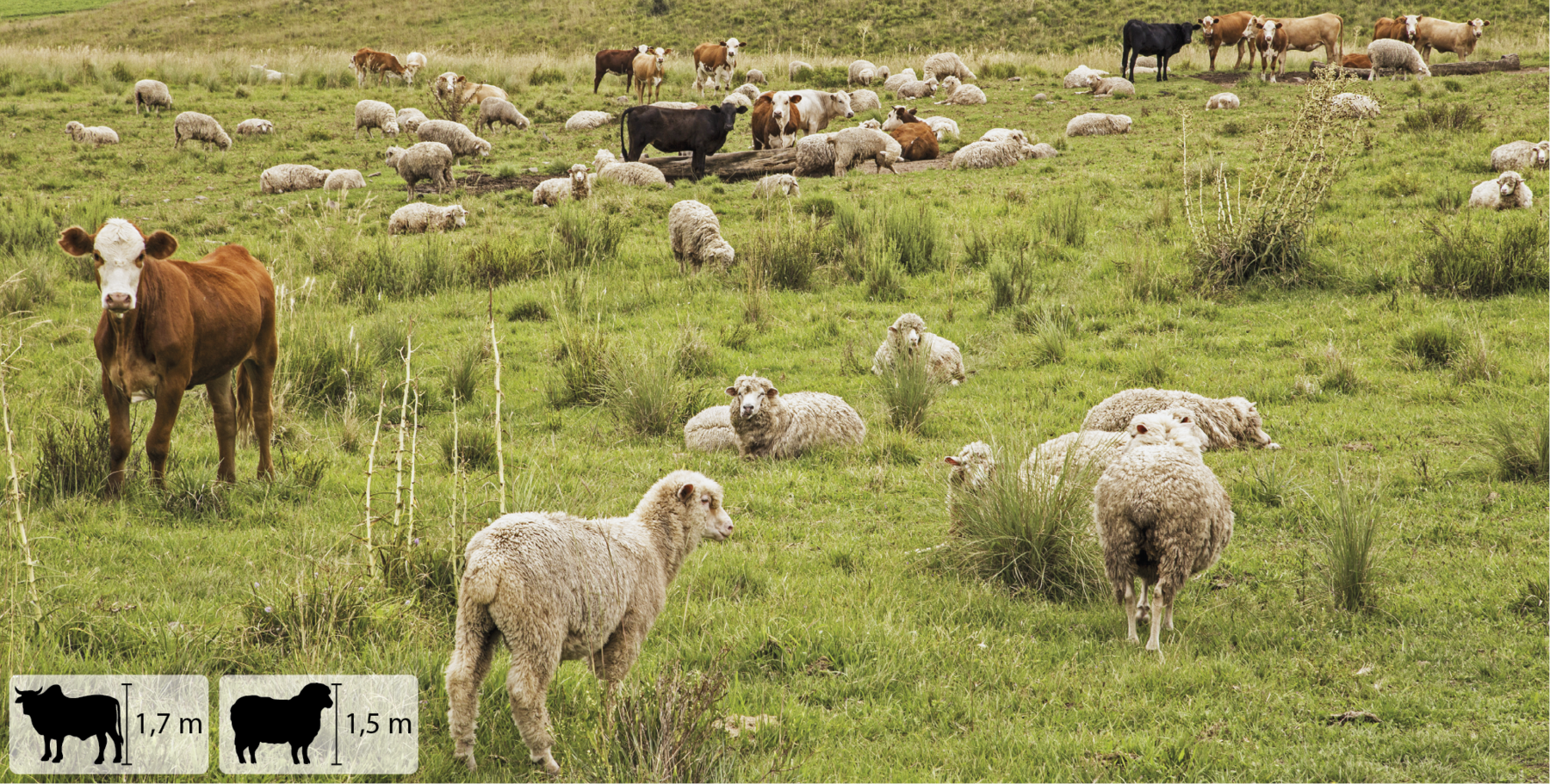 Fotografia. Vista de campo aberto com vegetação rasteira. Há ovelhas beges e vacas pretas e marrons dispersas no ambiente. No canto inferior esquerdo, pequena ilustração de vaca indicando 1,7 metro de altura, e de ovelha indicando 1,5 metro de altura.