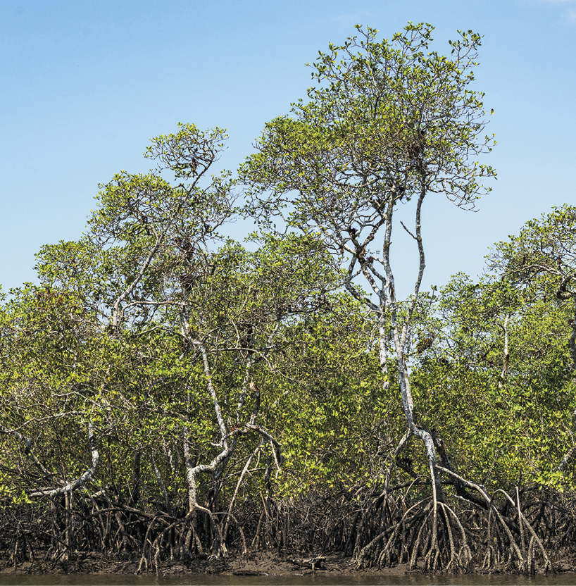 Fotografia. Vegetação na margem de um rio. Há árvores com troncos finos e retorcidos com raízes ramificadas acima do solo.