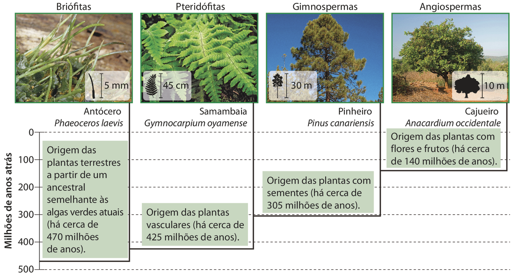 Esquema com fotografias. Briófitas. Antócero. Phaeoceros laevis. Fotografia de planta pequena composta de hastes verticais verdes. No canto inferior direito, pequena ilustração da planta indicando 5 milímetros de altura. Texto: Origem das plantas terrestres a partir de um ancestral semelhante às algas verdes atuais (há cerca de 470 milhões de anos). Pteridófitas. Samambaia. Gymnocarpium oyamense. Fotografia de folha comprida ramificada em folhas menores. No canto inferior esquerdo, pequena ilustração da folha indicando 45 centímetros de altura. Texto: Origem das plantas vasculares (há cerca de 425 milhões de anos). Gimnospermas. Pinheiro. Pinus canariensis. Fotografia de uma árvore alta com a copa em formato cônico. No canto inferior esquerdo, pequena ilustração da planta indicando 30 metros de altura. Texto: Origem das plantas com sementes (há cerca de 305 milhões de anos). Angiospermas. Cajueiro. Anacardium occidentale. Fotografia de uma árvore de porte médio com copa baixa. No canto inferior direito, pequena ilustração indicando 10 metros de altura. Texto: Origem das plantas com flores e frutos (há cerca de 140 milhões de anos).