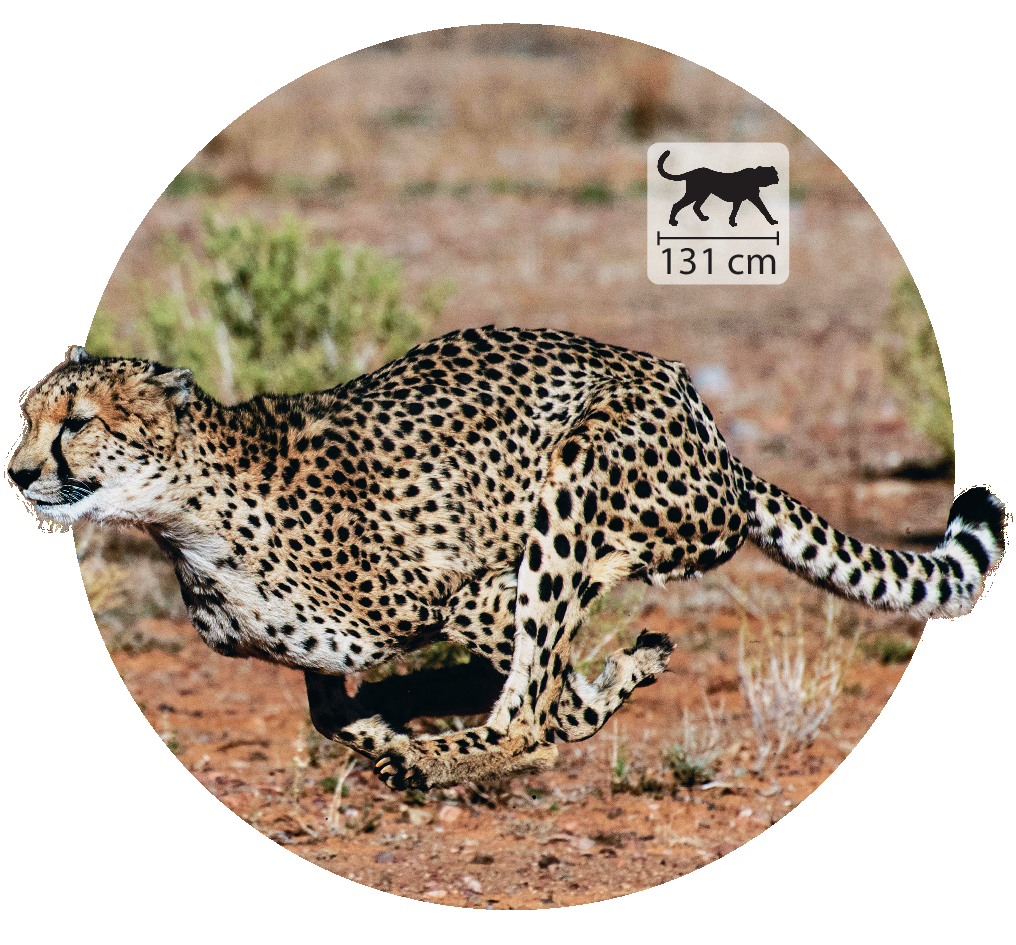 Fotografia. Um guepardo. Felino com corpo amarronzado e manchas pretas. Possui cauda longa e está correndo, com as pernas frontais para trás do corpo e as pernas traseiras para a frente. No canto superior direito, pequena ilustração do guepardo, com a indicação de 131 centímetros de comprimento.