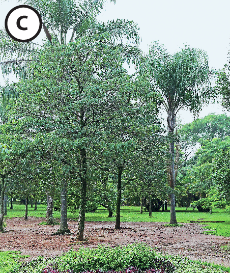 Fotografia C. Na mesma cena, a árvore à frente está folhagem verde clara e o ambiente está mais iluminado.