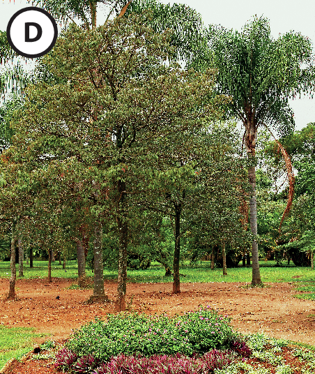 Fotografia D. Na mesma cena, a árvore à frente está com folhagem verde escura.