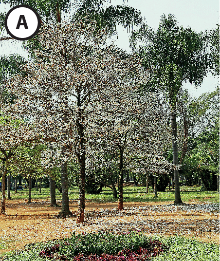 Fotografia A. Ambiente com gramado e muitas árvores. À frente, uma árvore sem folhas e com flores brancas.