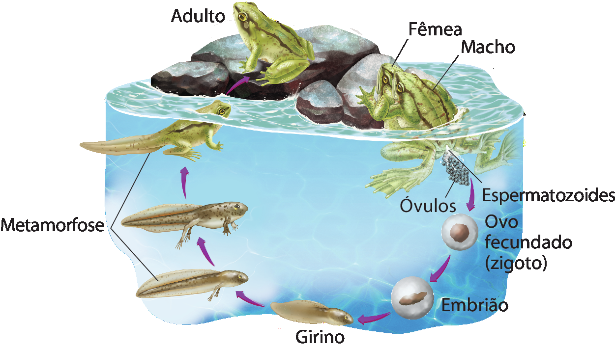 Esquema. Em um trecho de água, um sapo macho e uma fêmea juntos, com o macho na parte de trás da fêmea. Na parte inferior, a fêmea lança óvulos na água, e o macho lança os espermatozoides por cima. Dessa representação sai uma seta roxa que aponta para uma esfera transparente. No seu interior há uma estrutura arrendondada colorida em marrom (ovo fecundado). Do ovo fecundado sai uma seta roxa que aponta para uma outra esfera transparente. No seu interior há uma estrutura comprida colorida em marrom (embrião). Do embrião sai uma seta roxa que aponta para uma larva colorida em marrom (girino). Do girino sai uma seta roxa que aponta para um girino mais desenvolvido com duas patas. Desse girino mais desenvolvido sai uma seta roxa que aponta para um girino com quatro patas. Desse girino sai uma seta roxa que aponta para um animal verde parecido com um sapo. Desse animal sai uma seta roxa que aponta para um sapo adulto, sobre uma pedra em cima da água, com corpo verde e pernas dobradas.