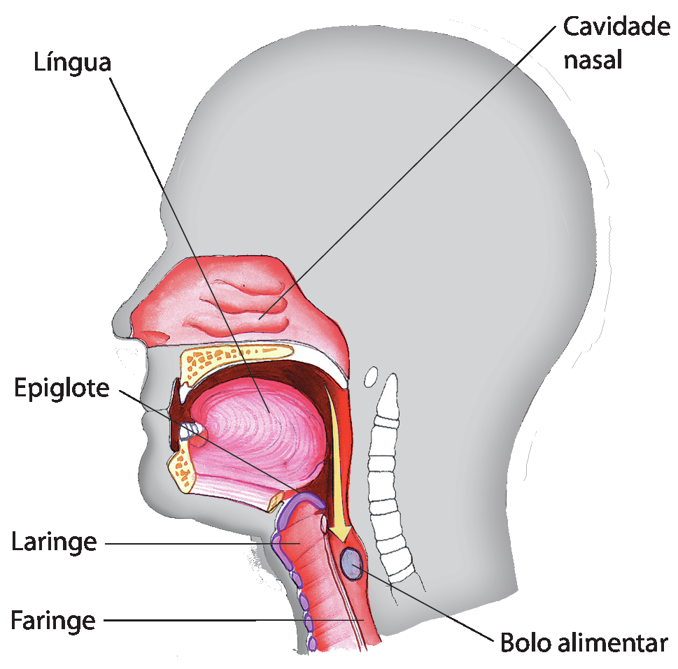 Ilustração. Cabeça de um ser humano vista de perfil, com o nariz apontando para a esquerda. A cavidade nasal está na altura do nariz; abaixo, um osso; em seguida, a língua. Abaixo da língua, no início da garganta, a epiglote, uma cartilagem curva e, abaixo, a laringe; atrás, a faringe. Há uma seta na parte posterior, que indica o bolo alimentar descendo pela faringe.