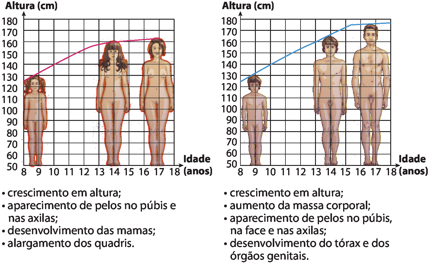 Dois gráficos de linhas. Em ambos, o eixo vertical representa a altura em centímetros e o eixo horizontal, a idade em anos. O gráfico à esquerda mostra três corpos femininos em diferentes fases do desenvolvimento: com 9 anos e 130 centímetros; com 14 anos e 160 centímetros e com 17 anos e um pouco mais de 160 centímetros. O texto abaixo do gráfico indica: crescimento em altura; aparecimento de pelos no púbis e nas axilas; desenvolvimento das mamas; e alargamento dos quadris. 
O gráfico à direita mostra três corpos masculinos em diferentes fases do desenvolvimento: com 9 anos e 130 centímetros; o segundo com 14 anos e pouco mais de 160 centímetros; e o terceiro com 17 anos e aproximadamente 175 centímetros. O texto abaixo do gráfico indica: crescimento em altura;  aumento da massa corporal; aparecimento de pelos no púbis, na face e nas axilas; desenvolvimento do tórax e dos órgãos genitais.