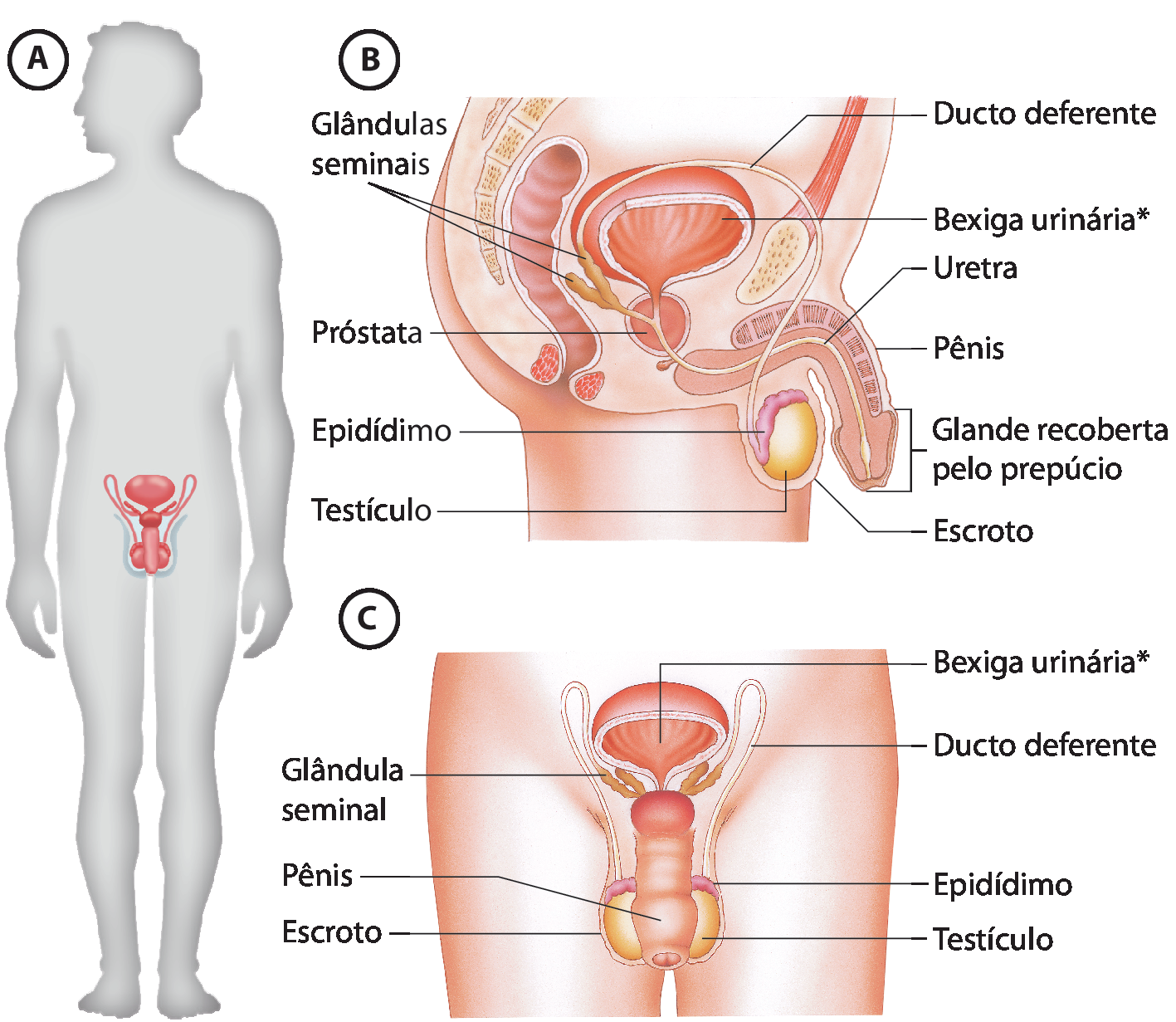 Ilustração A. Silhueta de um homem em pé e com destaque para o sistema genital. Ilustração B. Parte inferior do tronco masculino, de perfil, com indicações para: testículo, estrutura arredondada com o epidídimo, um ducto que fica acima do testículo, ambos ficam atrás do pênis, órgão com a glande recoberta pelo prepúcio na extremidade. Ao redor do testículo há uma camada chamada escroto. No pênis há a uretra, um tubo fino que segue para o interior, indo até uma forma arredondada que é a próstata e se ligando à bexiga urinária, na parte superior e se ligando às glândulas seminais que ficam atrás da bexiga. Do escroto parte um fino tubo que se liga à parte superior das glândulas seminais, o ducto deferente. Ilustração C. Parte inferior do tronco masculino, de frente, com indicações para: bexiga urinária, ducto deferente, epidídimo, testículo, glândula seminal, pênis, escroto.