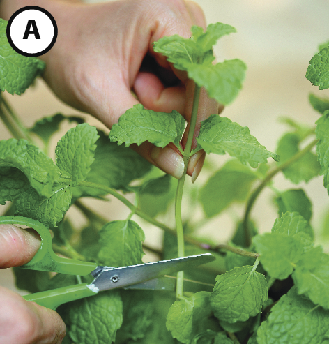 Fotografia A. Mão esquerda segurando o caule de uma planta com folhas verdes (hortelã). A mão direita está segurando uma tesoura cujas pontas estão ao redor do caule.