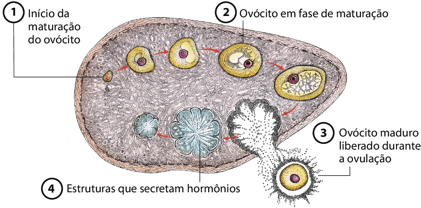 Ilustração. Glândula de forma arredondada com outras formas arredondadas dentro. 1. Início da maturação do ovócito: ilustração de uma pequena forma redonda com um ponto dentro. 2. Ovócito em fase de maturação: ilustração de uma forma redonda e bem maior, com outras três bolinhas dentro. 3. Ovócito maduro liberado durante a ovulação: ilustração da bolinha saindo do ovário. Há muitos pontos ao redor do ovócito. 4. Estruturas que secretam hormônios, uma forma semelhante a uma flor.