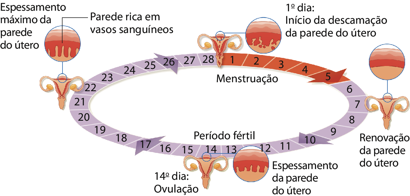 Ilustração. Círculo com números de 1 a 28. Do dia 1 ao dia 5 há a menstruação. No dia 1 há a ilustração do sistema genital feminino com destaque para a parede do útero com camada avermelhada superior, camada vermelho-escuro na parte inferior com partes descamando. Primeiro dia: Início da descamação da parede do útero. No dia 7 há a ilustração do sistema genital feminino com destaque para a parede do útero com camada avermelhada superior, camada vermelho-escuro no meio e camada inteira e avermelhada na parte inferior. Renovação da parede do útero. Entre os dias 10 e 17 há o período fértil. No dia 14 há a ilustração do sistema genital feminino com destaque para a parede do útero com camada avermelhada superior, camada vermelho-escuro descamando ao meio e camada inferior avermelhada e inteira. Espessamento da parede do útero. Décimo quarto dia: ovulação. No dia 22 há a ilustração do sistema genital feminino com destaque para a parede do útero com camada avermelhada superior, camada grande e vermelho-escuro descamando ao meio (parede rica em vasos sanguíneos) e camada inferior avermelhada e inteira. Espessamento máximo da parede do útero.