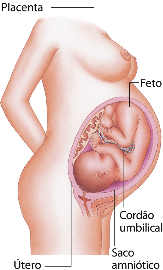 Ilustração. Representação de uma mulher grávida, de perfil. O feto está no útero, de cabeça para baixo e, ligado à barriga dele há o cordão umbilical que está também ligado à mulher. Ao redor do feto, no interior do útero há o saco amniótico. Na parte interior, ao redor do útero está a placenta, uma camada.
