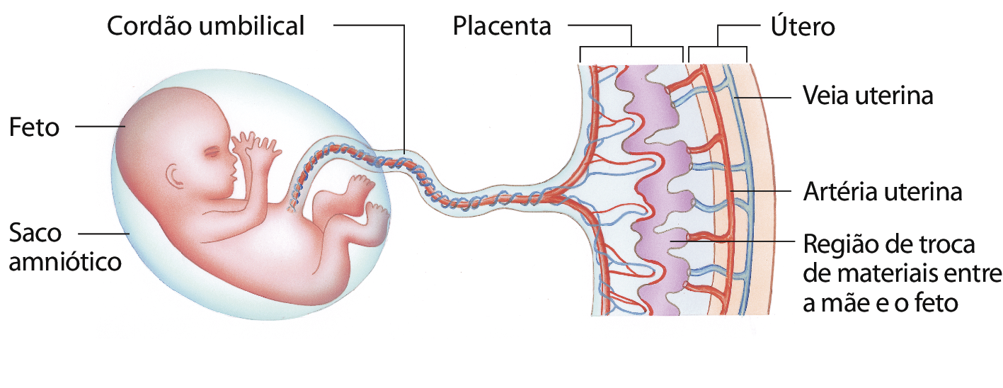 Ilustração. À esquerda, um feto dentro do saco amniótico. Há um destaque para o cordão umbilical dele que está ligado à placenta, camada espessa formada por vasos sanguíneos e pela região de troca de materiais entre a mãe e o feto. O útero está colado à placenta e é composto pela artéria uterina e pela veia uterina.