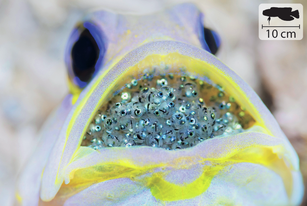 Fotografia. Destaque para a cabeça de um peixe branco com olhos pretos e contornados de azul e boca com contorno amarela. Está com a boca aberta e dentro, muitos ovinhos transparentes com detalhes azuis. No canto superior direito, pequena ilustração do peixe com indicação de 10 centímetros de comprimento.