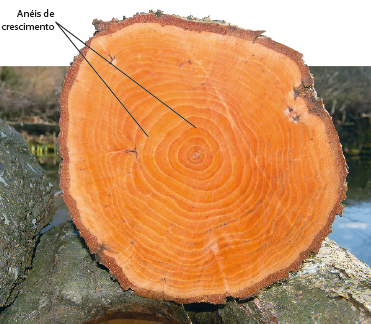 Fotografia de um tronco de árvore em corte transversal. A parte interna é alaranjada e há círculos concêntricos claros e escuros intercalados, indicados como anéis de crescimento. Ao redor, casca marrom.