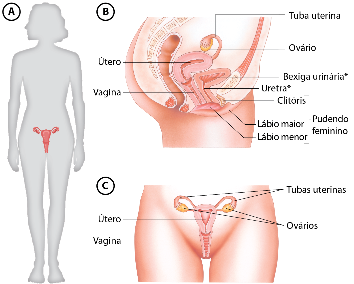 Ilustração A. Silhueta de uma mulher em pé e com destaque para o sistema genital. Ilustração B. Parte inferior do tronco feminino, de perfil, com indicações para: útero, parte achatada ao centro; vagina, um canal na parte inferior, ligada ao lábio menor e ao lábio maior, estruturas que ficam na extremidade inferior. Próximo há o clitóris, órgão pequeno e próximo à bexiga urinária que é ligada à uretra, tubo fino. O clitóris, o lábio menor e o lábio maior formam o pudendo feminino. Acima, ligado ao útero há a tuba uterina, tubo pequeno e fino com o ovário na extremidade, estrutura ovalada. Ilustração C. Parte inferior do tronco feminino, de frente, com indicações para: útero, vagina, tubas uterinas que ligam o útero aos ovários, que são dois, um de cada lado do útero.