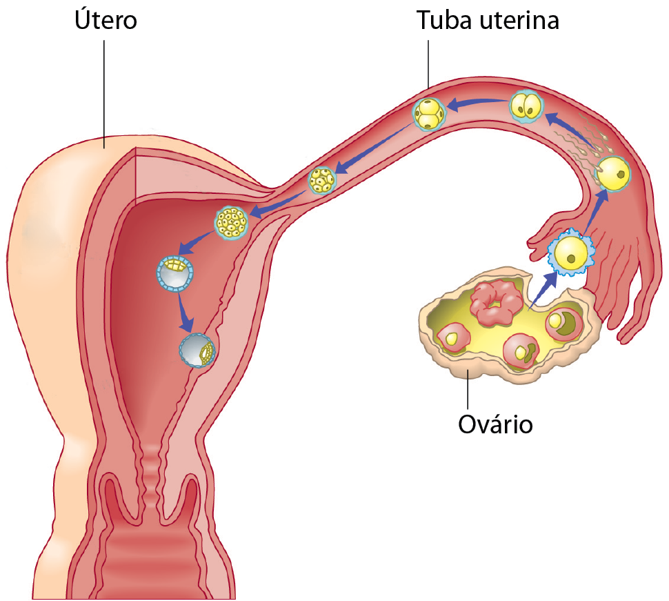 Ilustração do útero com vista para a tuba interina com o ovário na extremidade, onde há algumas bolinhas que passam por etapas que são indicadas por setas: uma bolinha se transforma em duas; depois, em quatro; depois, em oito; depois, em muitas e, em seguida, ela adentra a parede do útero.