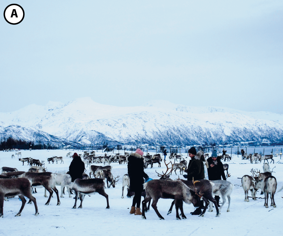 Fotografia A. Em um ambiente com neve, quatro pessoas com roupas de inverno próximas alguns cervos. Ao fundo, montanhas com neve.