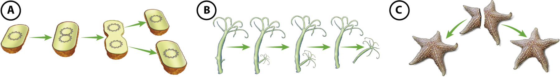 Ilustração A. Forma ovalada e com um círculo dentro; seta para outra forma ovalada com dois círculos dentro; seta para duas formas ovaladas e juntas, cada uma com um círculo dentro; duas setas para duas formas ovaladas separadas, cada uma com um círculo dentro. Ilustração B. Um organismo comprido com apêndices finos no topo e uma pequena protuberância na base; seta para um organismo igual, porém com a protuberância mais desenvolvida; seta para outro organismo igual, com a protuberância parecendo uma miniatura de si; seta para um quarto organismo igual ao primeiro mas sem a protuberância e seta para o organismo filho, que é menor e parecido com organismo anteior. Ilustração C. Uma estrela-do-mar, animal com o formato de uma estrela com cinco pontas. Ela está dividida ao meio. Há duas setas que partem de cada pedaço indicando estrelas inteiras.