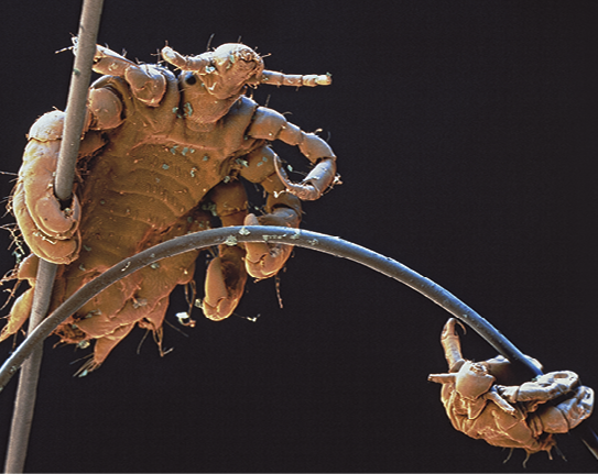 Fotografia. Dois insetos de corpo achatado e 3 pares de pernas, apoiados em hastes finas.