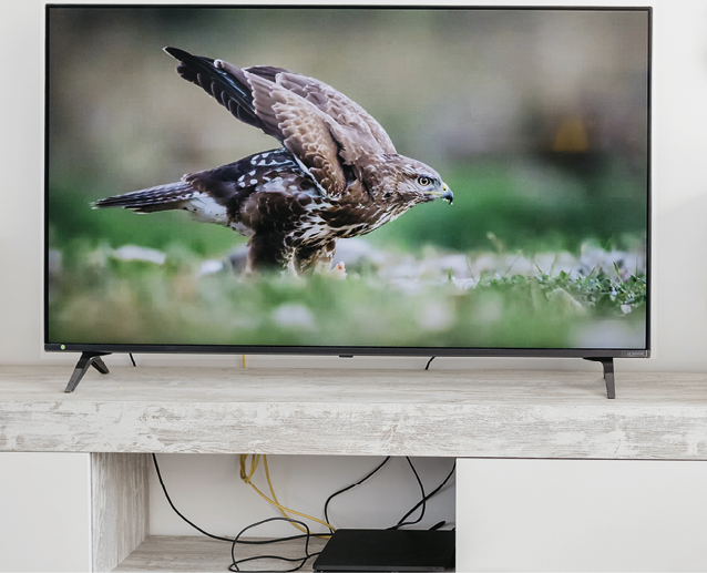 Fotografia. Televisão com a imagem de uma ave amarronzada.