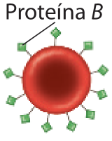Imagem de hemácia com Proteínas B por toda a região externa da membrana da célula.