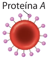 Imagem de hemácia com Proteínas A por toda a região externa da membrana da célula.