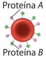 Imagem de hemácia com Proteínas A e B por toda a região externa da membrana da célula.