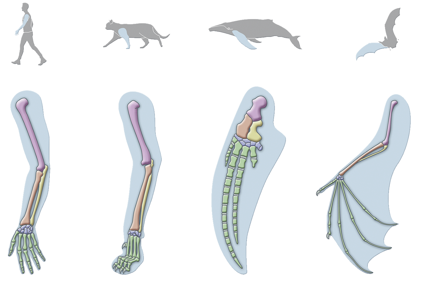 Esquema. Ilustração de silhueta de ser humano, leopardo, baleia e morcego, em fila. Os quatro estão com um membro superior ou anterior destacado. Abaixo do ser humano, destaque para os ossos do braço: acima, um osso longo rosa, que se liga, na parte de baixo, a um par de ossos mais finos, sendo um laranja e outro amarelo. Abaixo, os ossos do punho estão em azul e os ossos dos dedos estão em verde. Abaixo do leopardo, destaque para os ossos da perna dianteira: acima, um osso longo rosa, que se liga, na parte de baixo, a um par de ossos mais finos, sendo um laranja e outro amarelo. Abaixo, os ossos do punho e dos dedos estão em azul e em verde. Abaixo da baleia, destaque para os ossos da nadadeira peitoral: acima, um osso curto e grosso em rosa, que se liga, na parte de baixo a um par de ossos curtos e grossos em laranja e amarelo. Abaixo, pequenos ossos azuis e, abaixo deles, ossos verdes enfileirados formando estruturas semelhantes a dedos compridos por dentro da nadadeira. Abaixo do morcego, destaque para os ossos da asa: acima, um osso longo, fino e rosa, que se liga, na parte de baixo, a um par de ossos finos, sendo um laranja e outro amarelo. Na parte de baixo, há pequenos ossos azuis que se ligam a ossos verdes longos e finos.