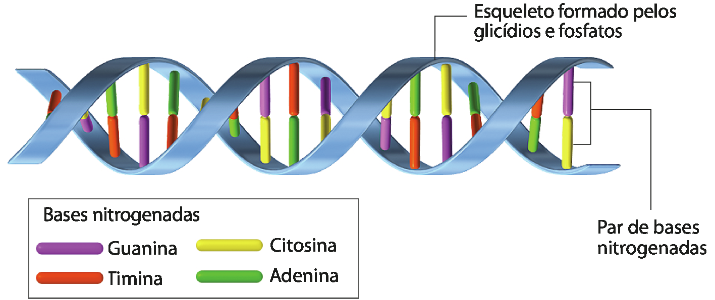 Ilustração de duas fitas entrelaçadas, formando uma dupla espiral, indicadas como esqueleto formado pelos glicídios e fosfatos. Conectando uma fita à outra, diversas barras em sequência com cada metade de uma cor diferente da outra, indicadas como pares de bases nitrogenadas. A legenda indica quatro tipos de bases nitrogenadas: guanina (roxa), timina (laranja), citosina (amarela) e adenina (verde).