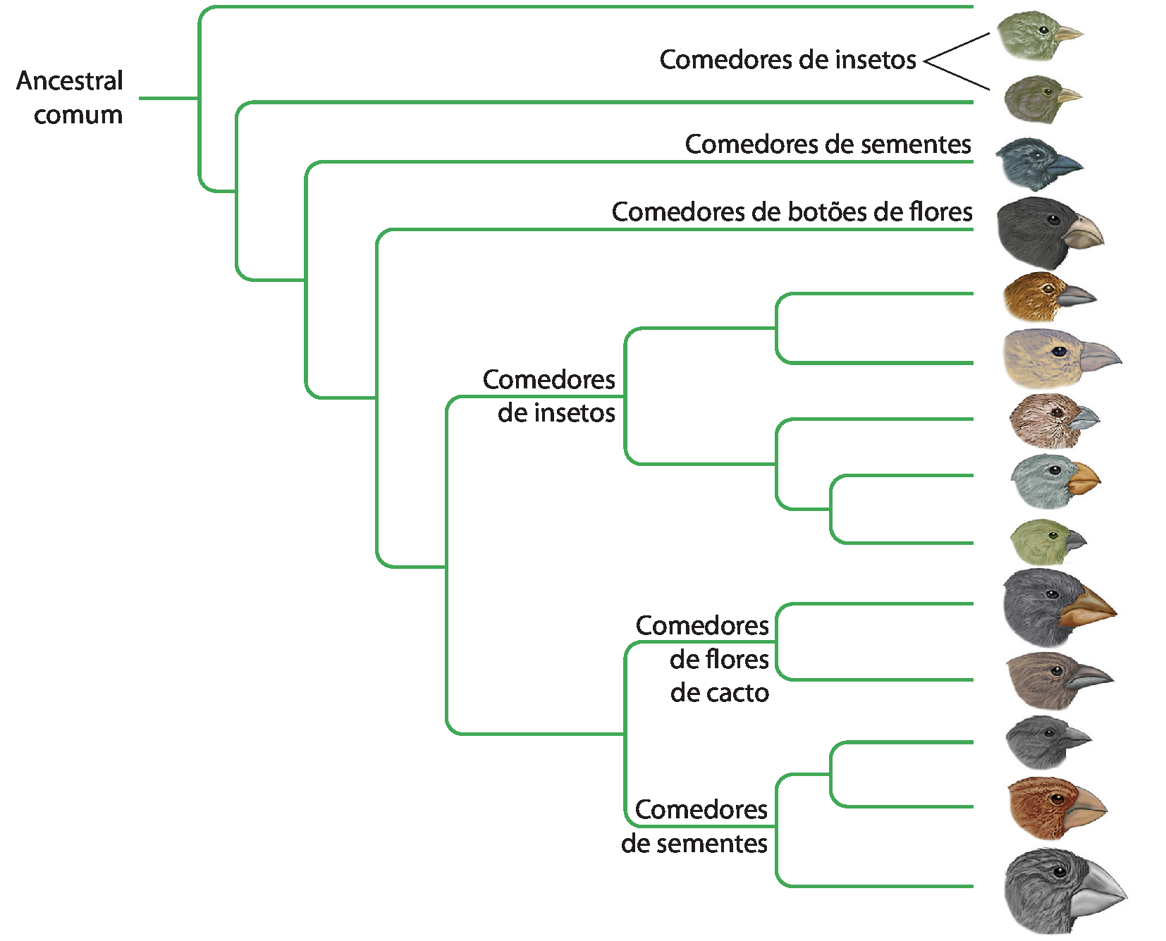 Árvore filogenética. Do ancestral comum, parte um traço que se divide em dois ramos. Um dos ramos indica a cabeça de ave com bico curto e informação Comedores de insetos; o outro ramo se divide em dois. Um dos ramos indica uma cabeça de ave com bico curto e informação Comedores de insetos; o outro ramo se divide em dois. Um dos ramos indica uma cabeça de ave com bico robusto e pontiagudo e informação Comedores de sementes; o outro ramo se divide em dois. Um dos ramos indica uma cabeça de ave com bico mais robusto e curvado para baixo e informação Comedores de botões de flores; o outro ramo se divide em dois. Um dos ramos indica Comedores de insetos e se divide em cinco ramos, cada um com uma cabeça de ave diferente, com bicos variados. O outro ramo se divide em dois. Um dos ramos indica comedores de flores de cacto, e se divide em dois ramos, cada um com uma cabeça de ave diferente. O outro ramo indica Comedores de sementes e se divide em 3 ramos, cada um com uma cabeça de ave diferente com bico robusto.