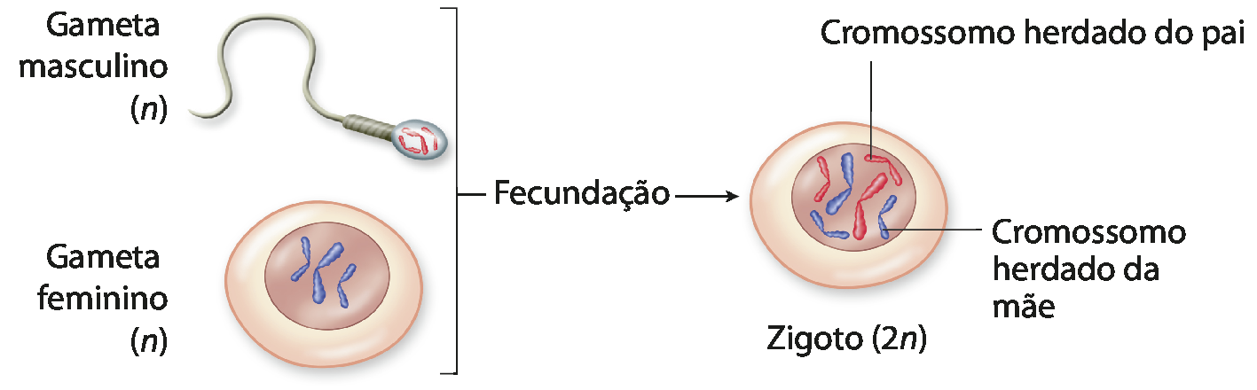 Esquema. Gameta masculino (n): célula cinza com cabeça ovalada na extremidade, com três filamentos vermelhos no centro, e longa cauda fina. Gameta feminino (n): forma arredondada bege com núcleo esférico marrom onde há três filamentos azuis. De ambos, parte uma seta para a direita que indica fecundação e aponta para o zigoto (2n), estrutura redonda bege com núcleo esférico marrom no qual há três filamentos vermelhos, indicados como cromossomos herdados do pai, e três azuis, indicados como cromossomos herdados da mãe.