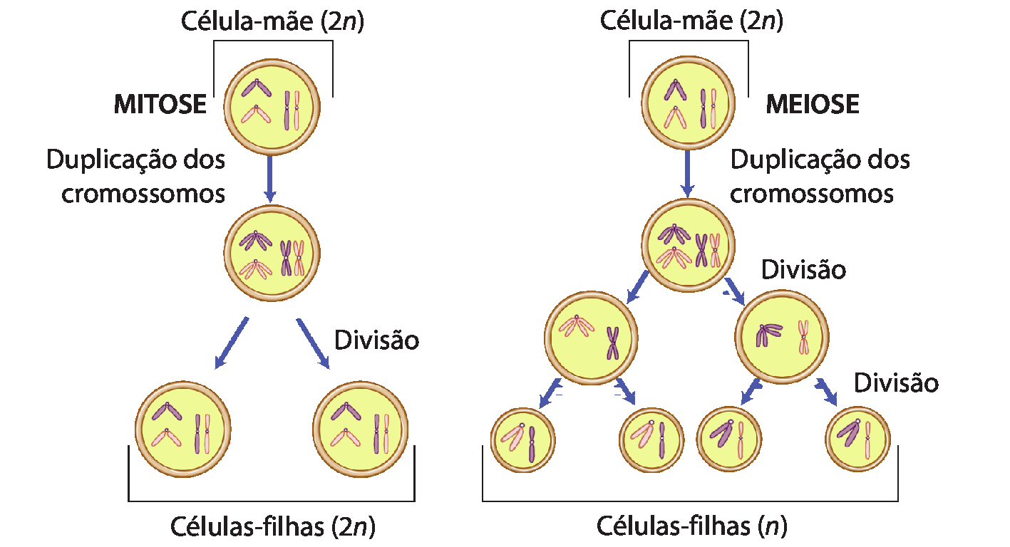 Esquema com círculos conectados por setas. À esquerda: Mitose. Célula mãe (2n) indica um círculo com dois pares de cromossomos. Seta para baixo indica duplicação dos cromossomos e aponta para círculo com dois pares de cromossomos duplicados. Dele partem duas setas, indicando divisão, apontando para dois círculos, as células-filhas (2n), cada uma com dois pares de cromossomos. À direita: Meiose. Célula mãe (2n) indica um círculo com dois pares de cromossomos. Seta para baixo indica duplicação dos cromossomos e aponta para círculo com dois pares de cromossomos duplicados. Dele partem duas setas, indicando divisão, apontando para dois círculos, cada uma com dois pares de cromossomos. De cada círculo, partem duas setas para baixo, indicando divisão, apontando cada seta para uma célula-filha. No final, formam-se quatro células-filhas (n), cada uma com um dois cromossomos não duplicados