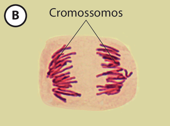 Ilustração B. Dentro da estrutura rosada translúcida, à esquerda e à direita, pequenos filamentos curtos e avermelhados, os cromossomos.