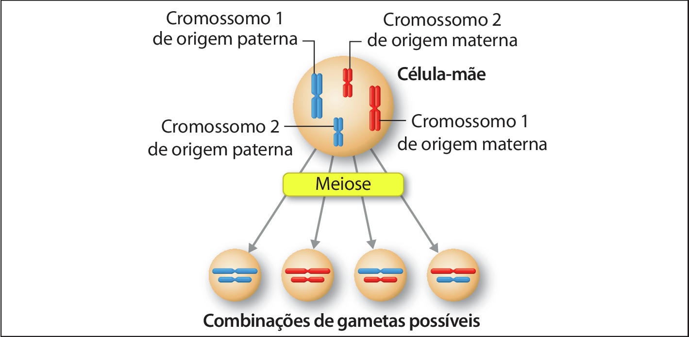 Esquema. Célula-mãe indica um círculo com dois pares de cromossomos duplicados: Cromossomo 1, azul e maior, de origem paterna; Cromossomo 2, azul e menor, de origem paterna; Cromossomo 1, vermelho e maior, de origem materna; Cromossomo 2, vermelho e menor, de origem materna. Da célula-mãe partem quatro setas que indicam meiose, apontadas para quatro combinações de gametas possíveis: com um cromossomo azul maior e um menor; com um cromossomo vermelho maior e um menor; com um cromossomo azul maior e um vermelho menor; um com cromossomo vermelho maior e um azul menor.