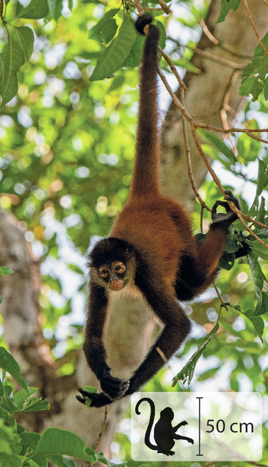 Fotografia. Um macaco amarronzado e peludo. Está pendurado pela cauda a um galho de árvore. No canto inferior direito, pequena ilustração do animal indicando 50 centímetros de altura.