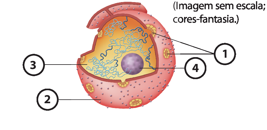 Ilustração. Núcleo celular em corte, com forma redonda com as seguintes indicações: 1. Orifícios na superfície que reveste o núcleo. 2. Membrana que reveste o núcleo. 3. Preenchimento do núcleo, que é laranja com filamentos azuis enrolados. 4. Estrutura redonda ao centro do núcleo.