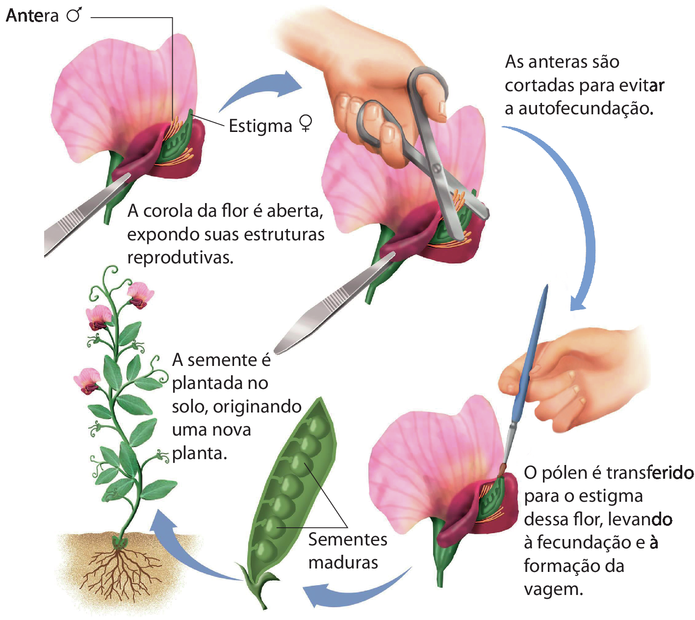 Esquema representando um ciclo. Planta adulta de ervilha, com folhas verdes e flores cor-de-rosa. Detalhe de uma flor com uma pinça puxando uma pétala para expor as estruturas reprodutivas: anteras (masculinas) e estigma (feminina). Seta para uma tesoura que recorta as anteras para evitar a autofecundação. Seta para um pincel sendo esfregado no estigma, com a informação O pólen é transferido para o estigma dessa flor, levando à fecundação e à formação da vagem. Seta para uma vagem com sementes maduras. Seta para a planta adulta de ervilha, reiniciando o ciclo, com a  informação A semente é plantada no solo, originando uma nova planta.