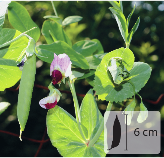 Fotografia. Uma planta com folhas verdes e compridas, flor rosada e uma vagem verde. No canto inferior direito, pequena ilustração de vagem indicando 6 centímetros de comprimento.