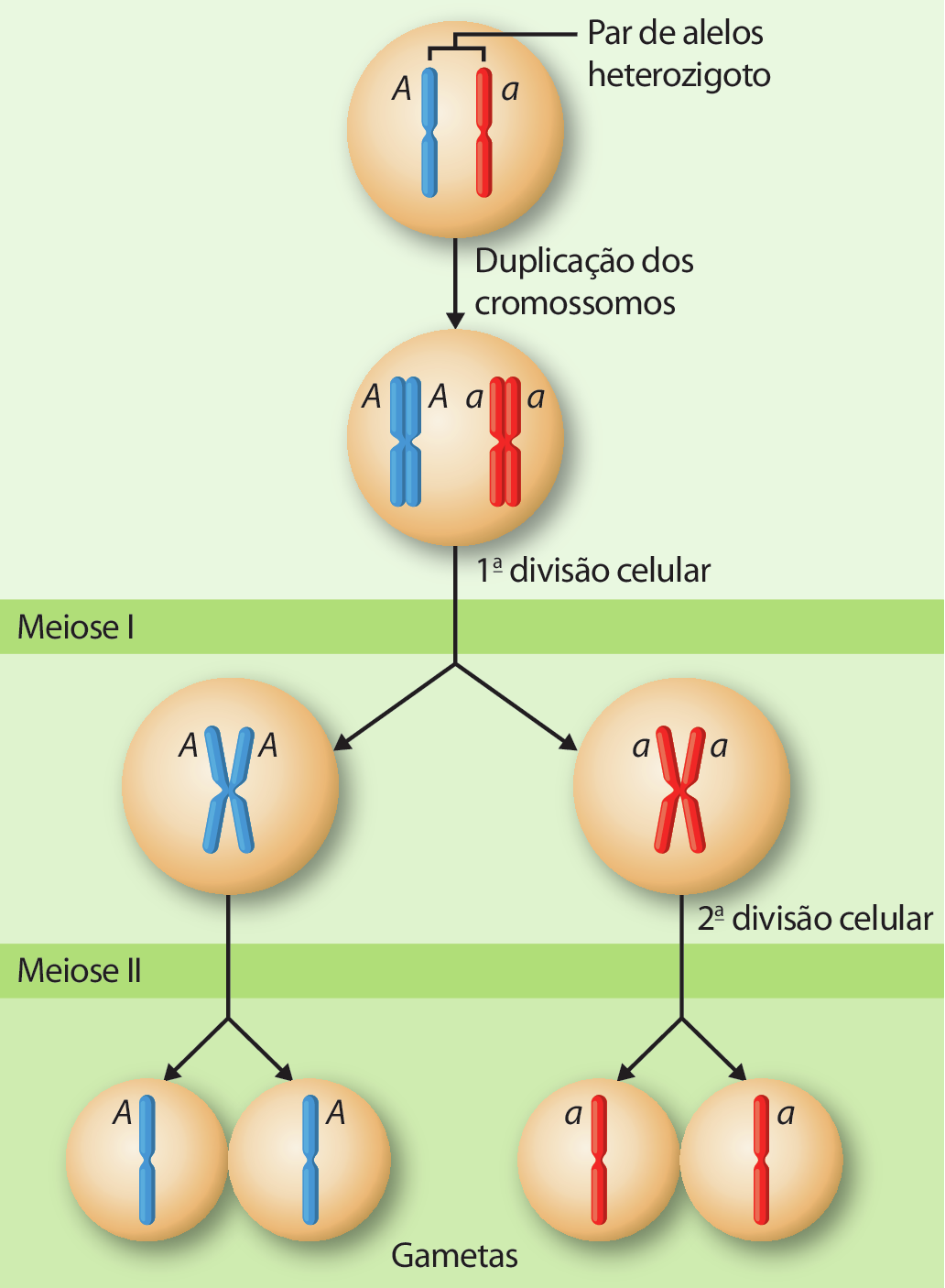 Esquema. Círculo com par de cromossomos, sendo um azul com alelo A maiúsculo e um vermelho com alelo a minúsculo. Indicação: par de alelos heterozigoto. Seta para baixo indica duplicação dos cromossomos e aponta para círculo com par de cromossomos duplicados: cromossomo azul duplicado com dois alelos A maiúsculo e cromossomo vermelho duplicado com alelo a minúsculo. Seta para baixo indica primeira divisão celular, meiose um, aponta para dois círculos, cada um com um cromossomo duplicado. Um círculo com cromossomo azul duplicado e dois alelos A maiúsculos e um círculo com cromossomo vermelho duplicado com dois alelos a minúsculos. De cada círculo, parte seta para baixo indica segunda divisão celular, meiose dois, dá origem a dois gametas cada. Do círculo com cromossomo azul duplicado se originam dois círculos com um cromossomo azul e um alelo A maiúsculo cada. Do círculo com cromossomo vermelho duplicado se originam dois círculos com um cromossomo vermelho e um alelo a minúsculo cada.