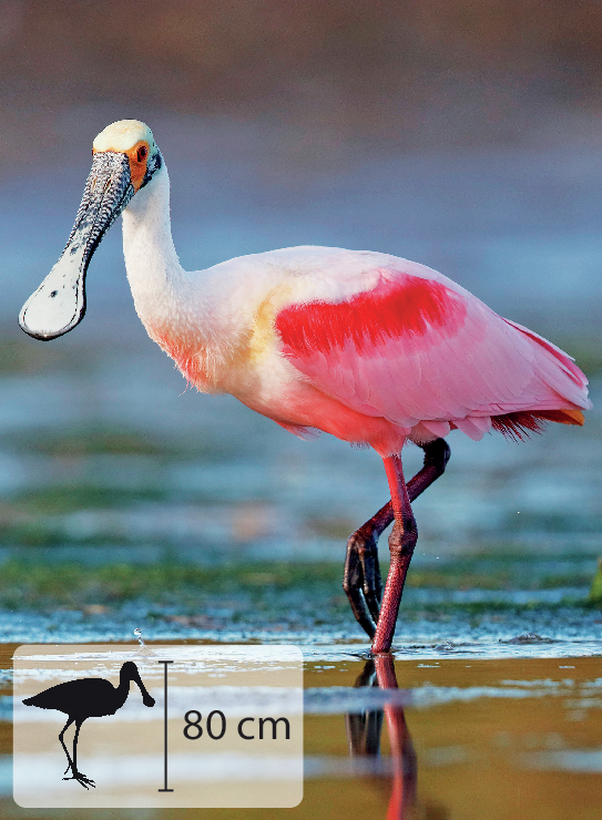 Fotografia. Ave rosada com bico escuro e achatado, com ponta mais larga. Possui pernas longas e está em um trecho com água. No canto inferior esquerdo, pequena ilustração do animal indicando 80 centímetros de altura.