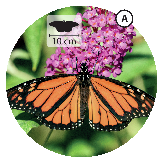 Fotografia que mostra uma borboleta laranja com nervuras pretas nas asas. Ela está pousada em uma flor cor-de-rosa. No canto superior, pequena ilustração do animal indicando 10 centímetros de largura.