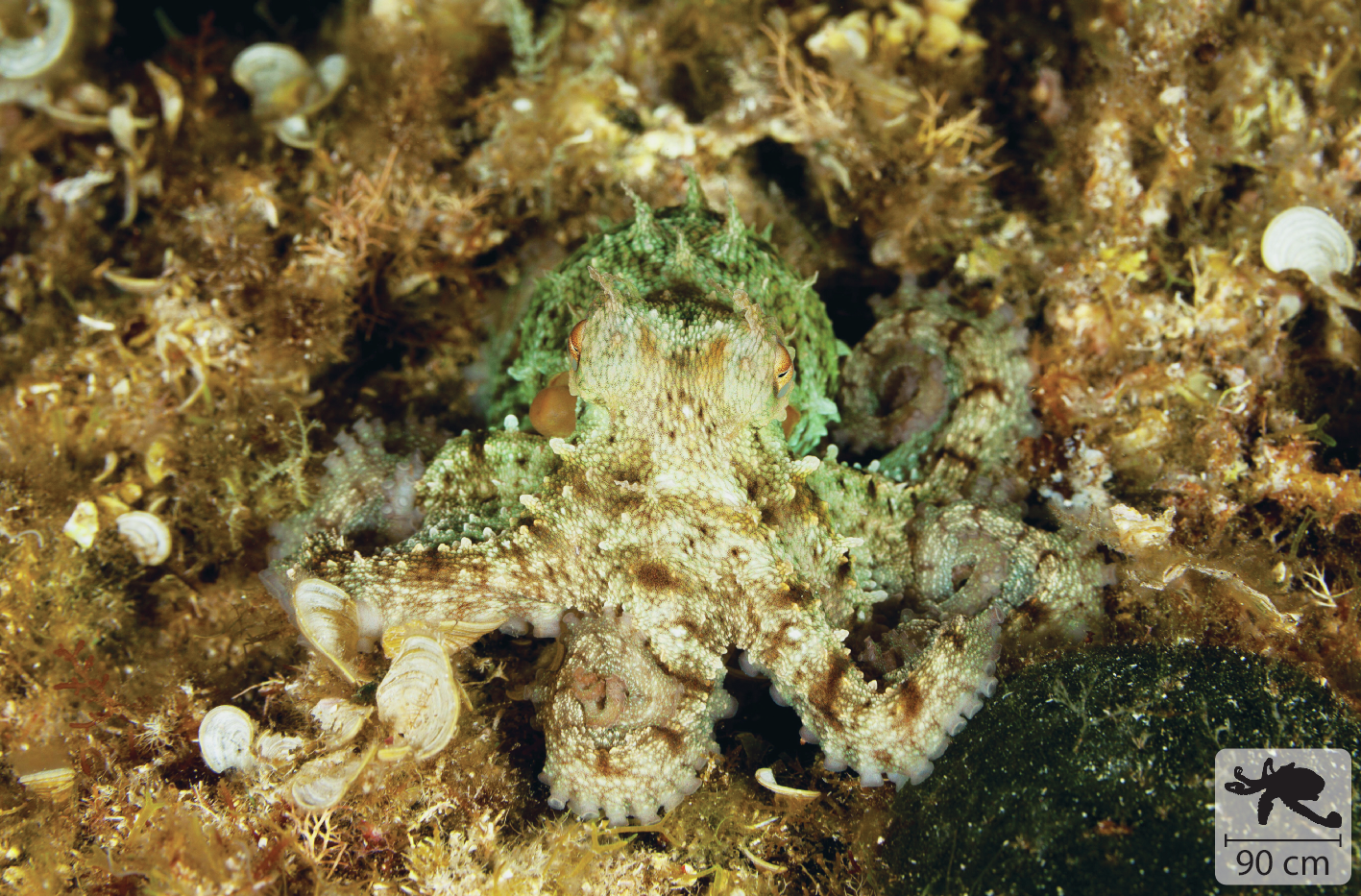 Fotografia que mostra um polvo, animal aquático com tentáculos. Ele é amarronzado e com partes claras, está camuflado no leito do oceano.