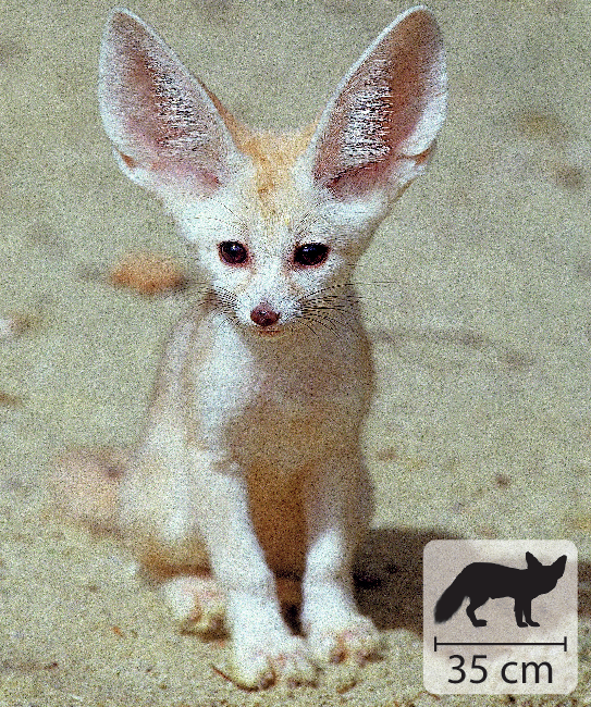 Fotografia. Um animal semelhante a um cachorro, com orelhas grandes, pontudas e erguidas, bigodes, pelos brancos e cauda. No canto inferior direito, pequena ilustração do animal indicando 35 centímetros de comprimento.