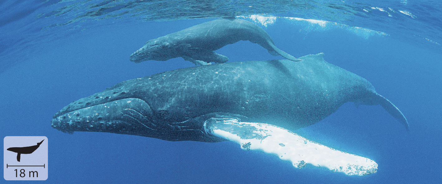 Fotografia. Em ambiente subaquático, duas baleias nadam. Há uma baleia menor sobre a baleia maior. Possuem nadadeiras grandes e cor escura. No canto inferior esquerdo, pequena ilustração do animal indicando 18 metros de comprimento.